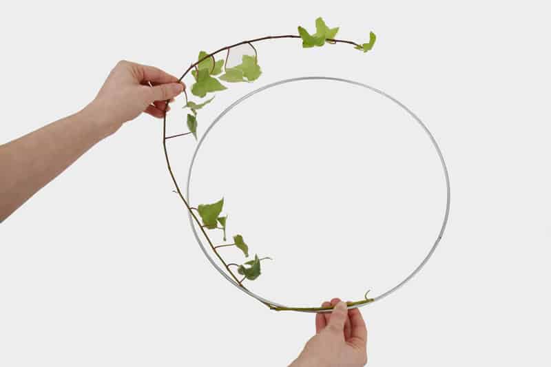 Varigated Ivy on Hoop