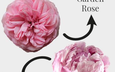 Gorgeous Garden Roses