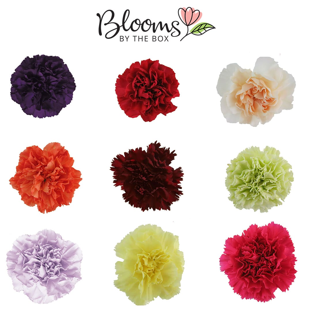 Carnations Carnations Bulk