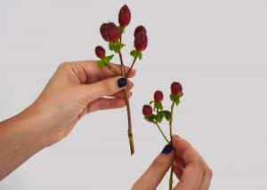 cutting red hypericum for DIY Grooms & Groomsmen Boutonniere