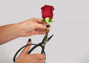 cutting the rose stems