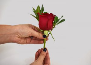 putting roses with pittosporum