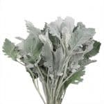 dusty miller