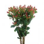 red hypericum