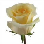 creme de la creme rose