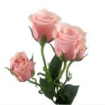 Pink Spray Rose