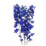 blue delphinium