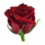 Red roses