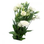 white lisianthus