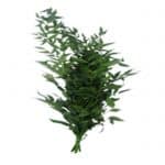 Italian Ruscus