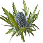 eryngium blue thistle