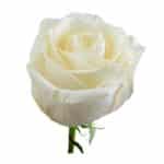 White Roses