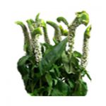 veronica white flower