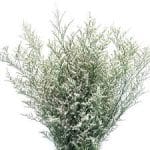 white limonium