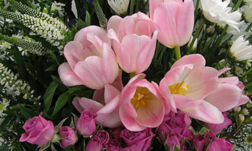 Tulip Flowers