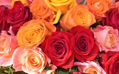 The Rose Color Meaning