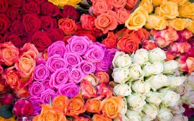 What are the cheapest flowers to buy in bulk?