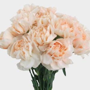 peach carnations