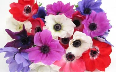 5 Wedding Flower Favorites