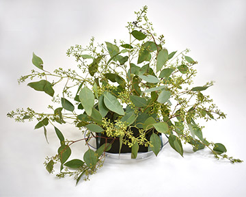 seeded eucalyptus stems in floral foam