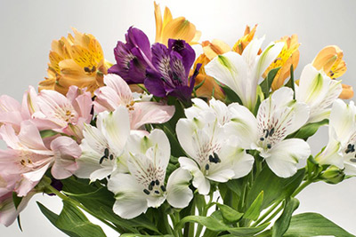 Alstroemeria Flowers