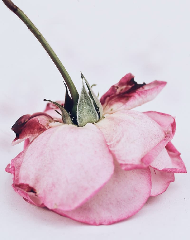 Rose guard petals