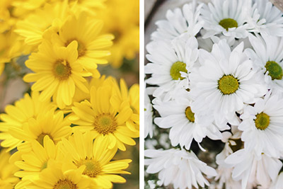yellow and white daisies