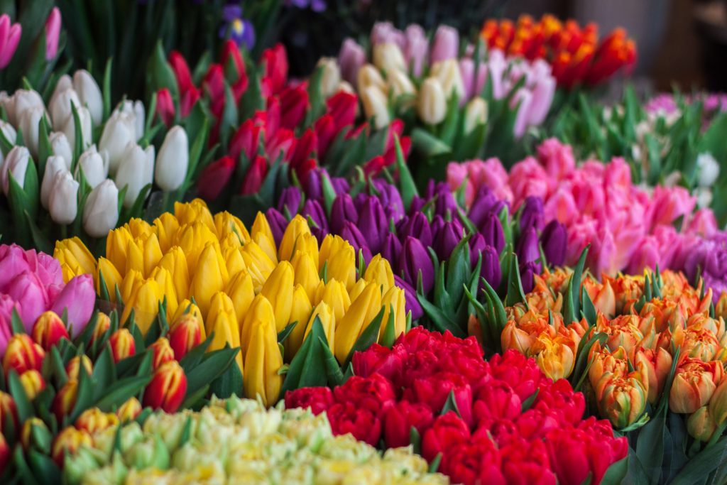 various tulips
