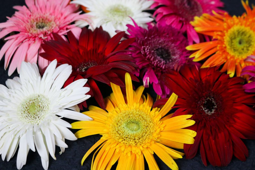 Gerbera Daisies