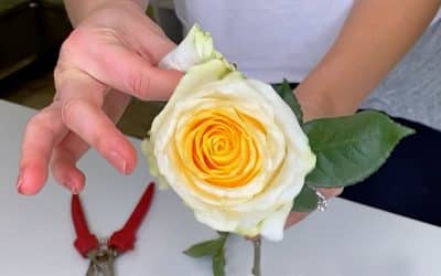How-to Remove Rose Guard Petals