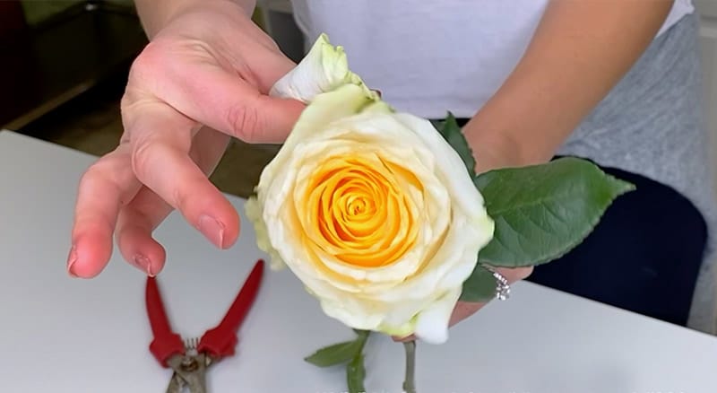 Removing rose guard petals