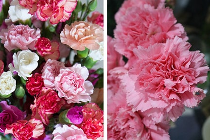 carnations