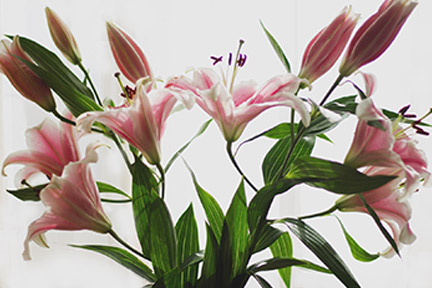 star gazer lillies