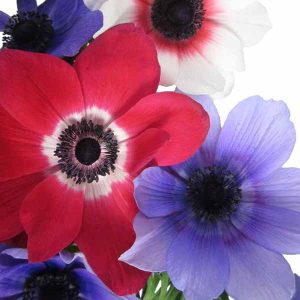 Assorted Anemones