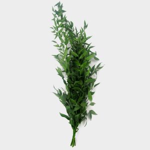 Italian Ruscus