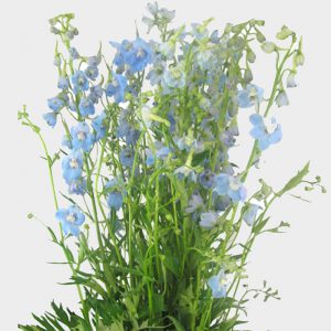Light Blue Delphinium