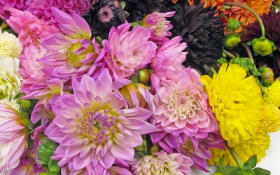 All About Dahlias