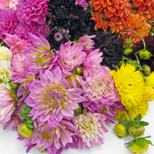 All About Dahlias