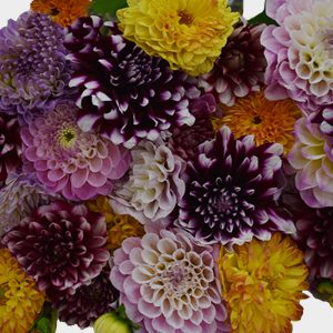 Purple and Yellow Dahlias