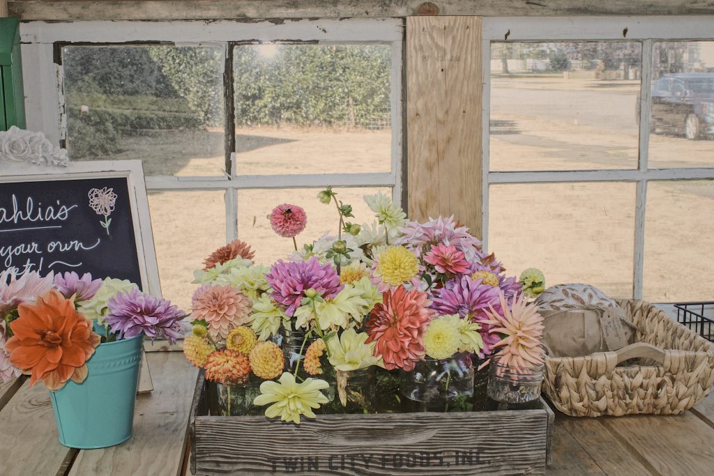 assorted pink, purple, orange and yellow dahlias on a windowsill in a wooden box