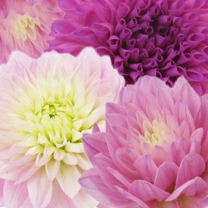 Pink and white Dahlias