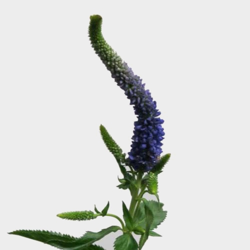 Veronica Blue Flowers