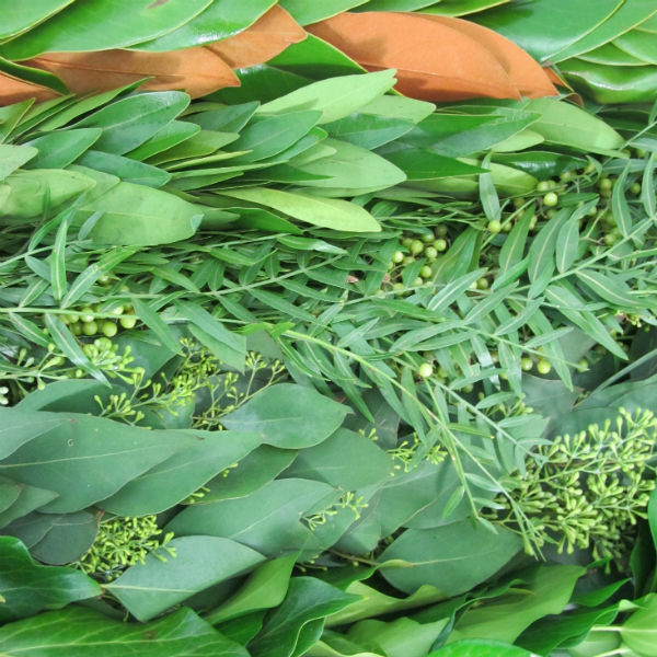 Different styles of greenery arranged in a row.