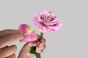 Pink Rose