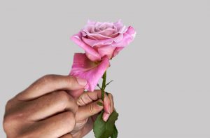 Pink Rose