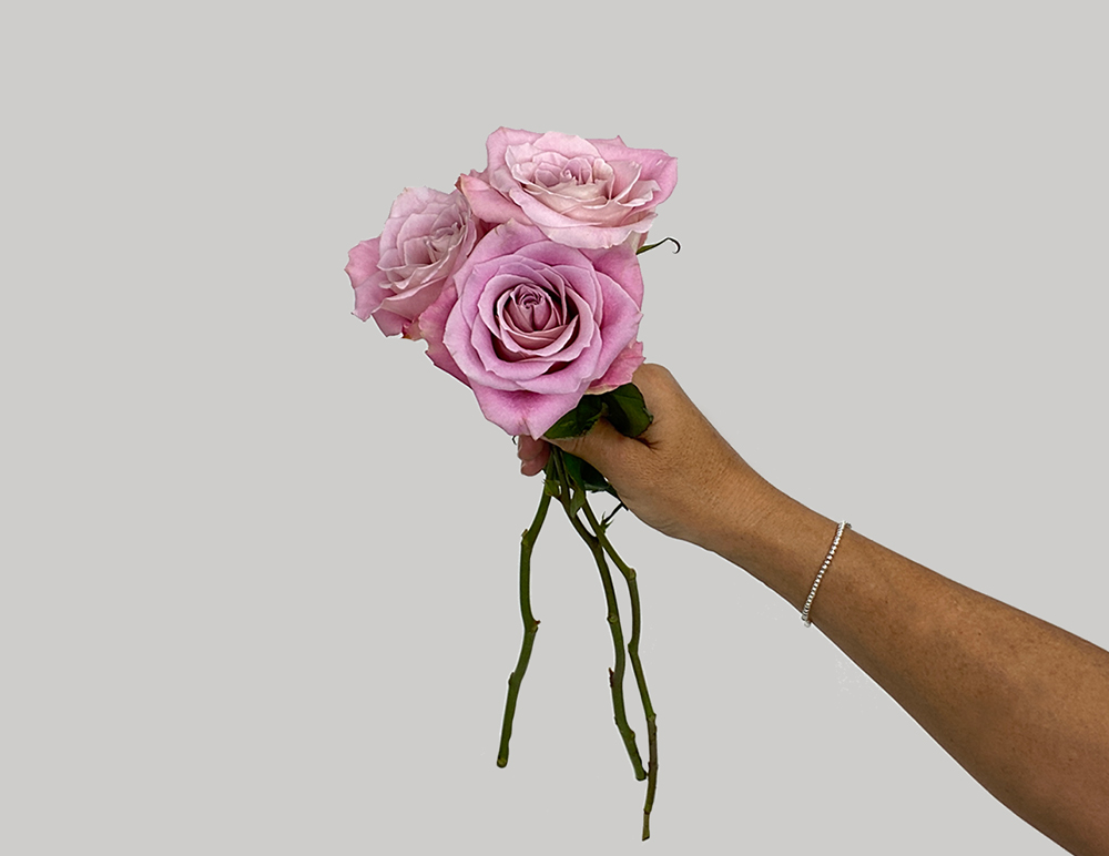 Pink Roses held by stem