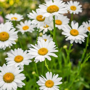 Daisies and Sweet Pea Flowers