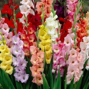 Gladiolus Flowers