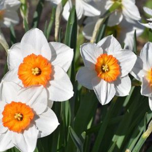 Narcissus Flowers