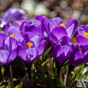 Violet Flowers